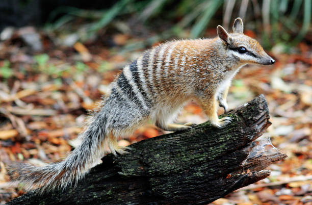 Numbat numbers on the rise.