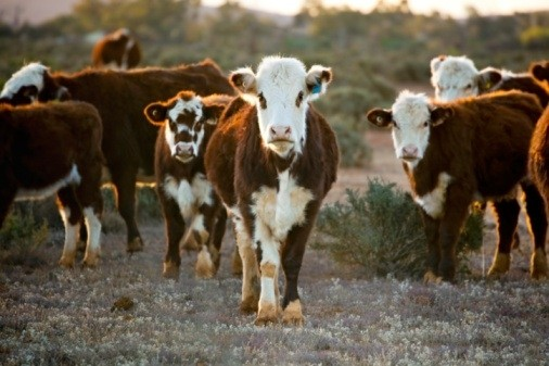 Indonesia resumes Cattle Exports from Australia