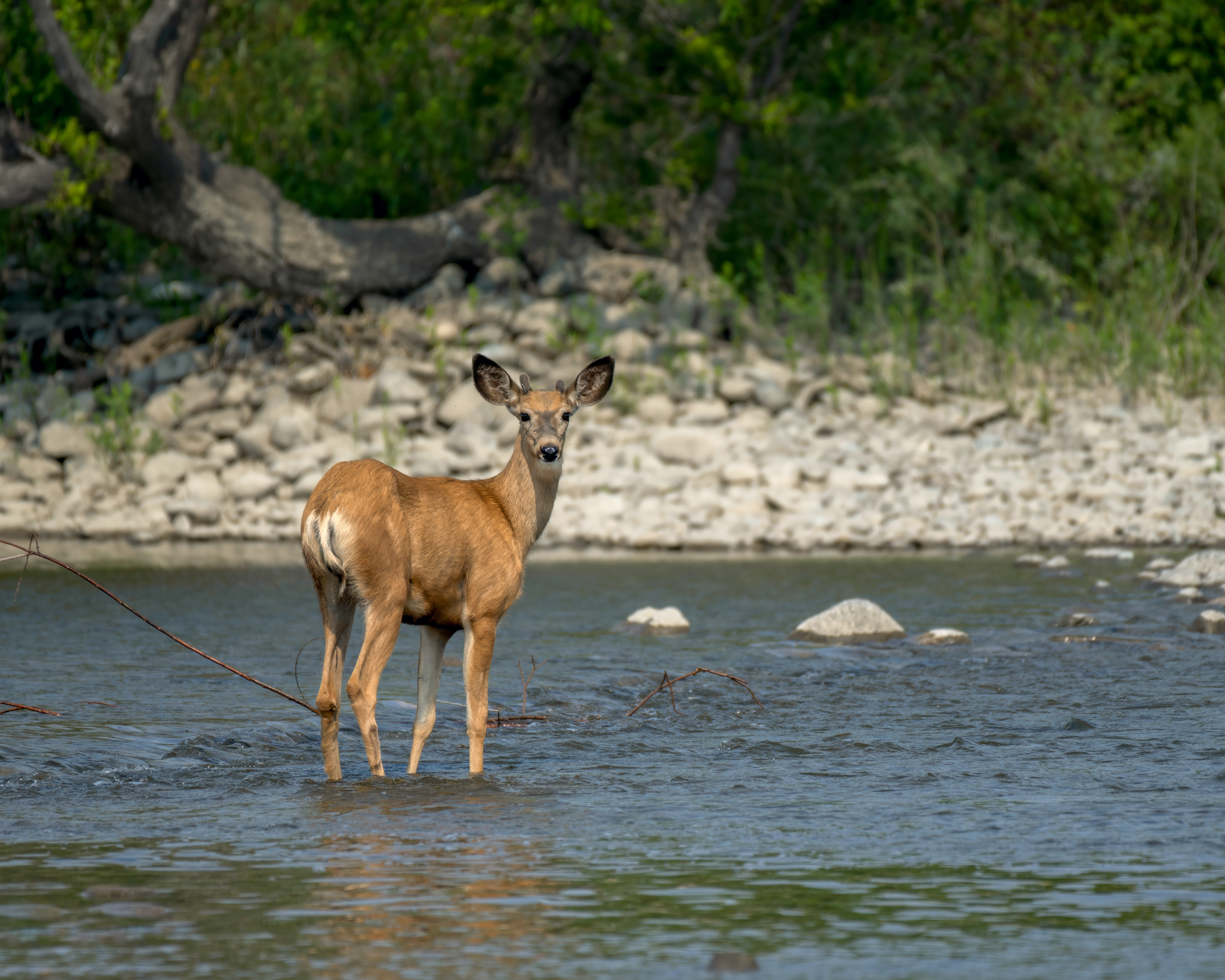 Feral deer costing farmers millions