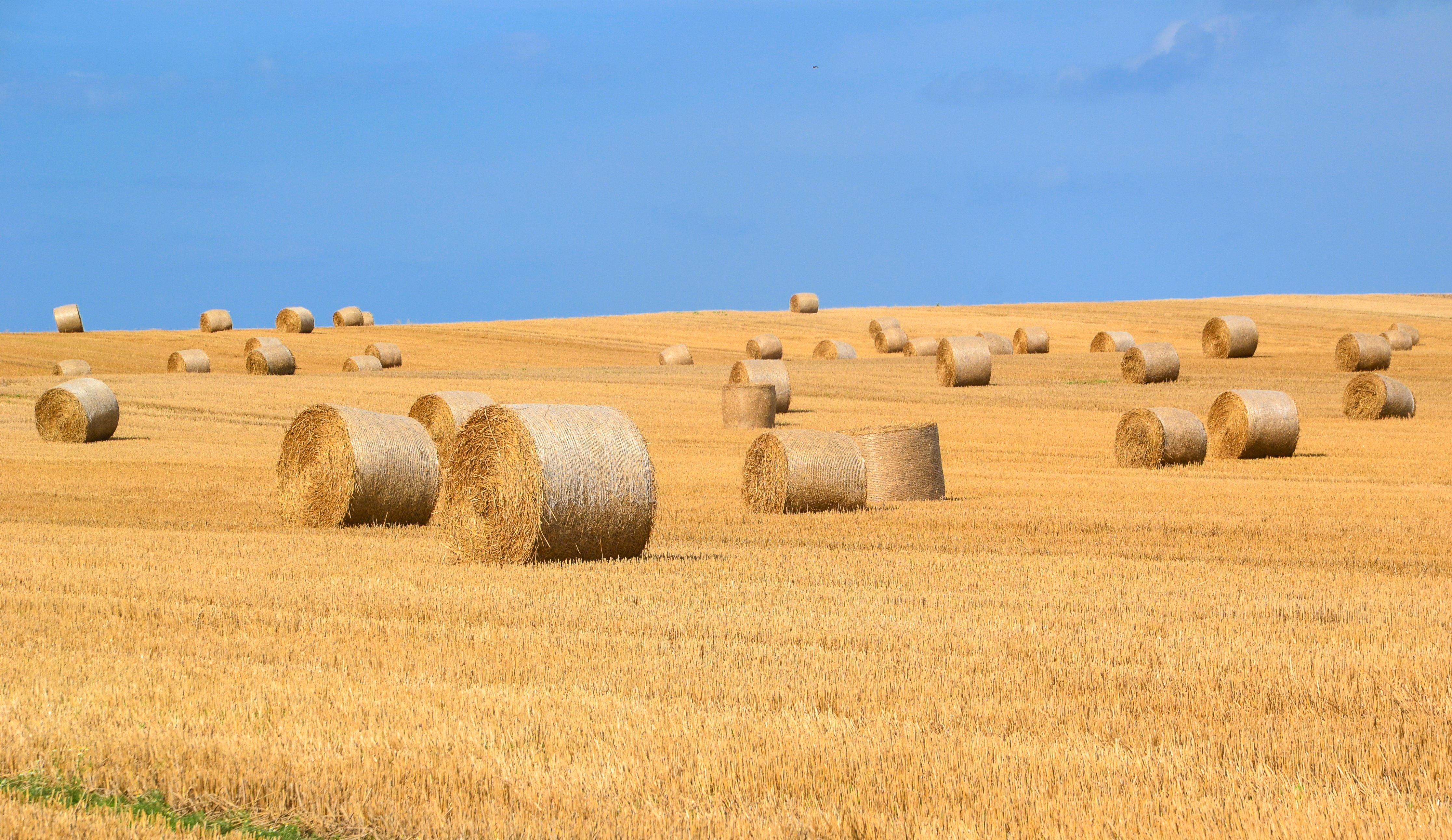 Hay the latest commodity to return shipment to China