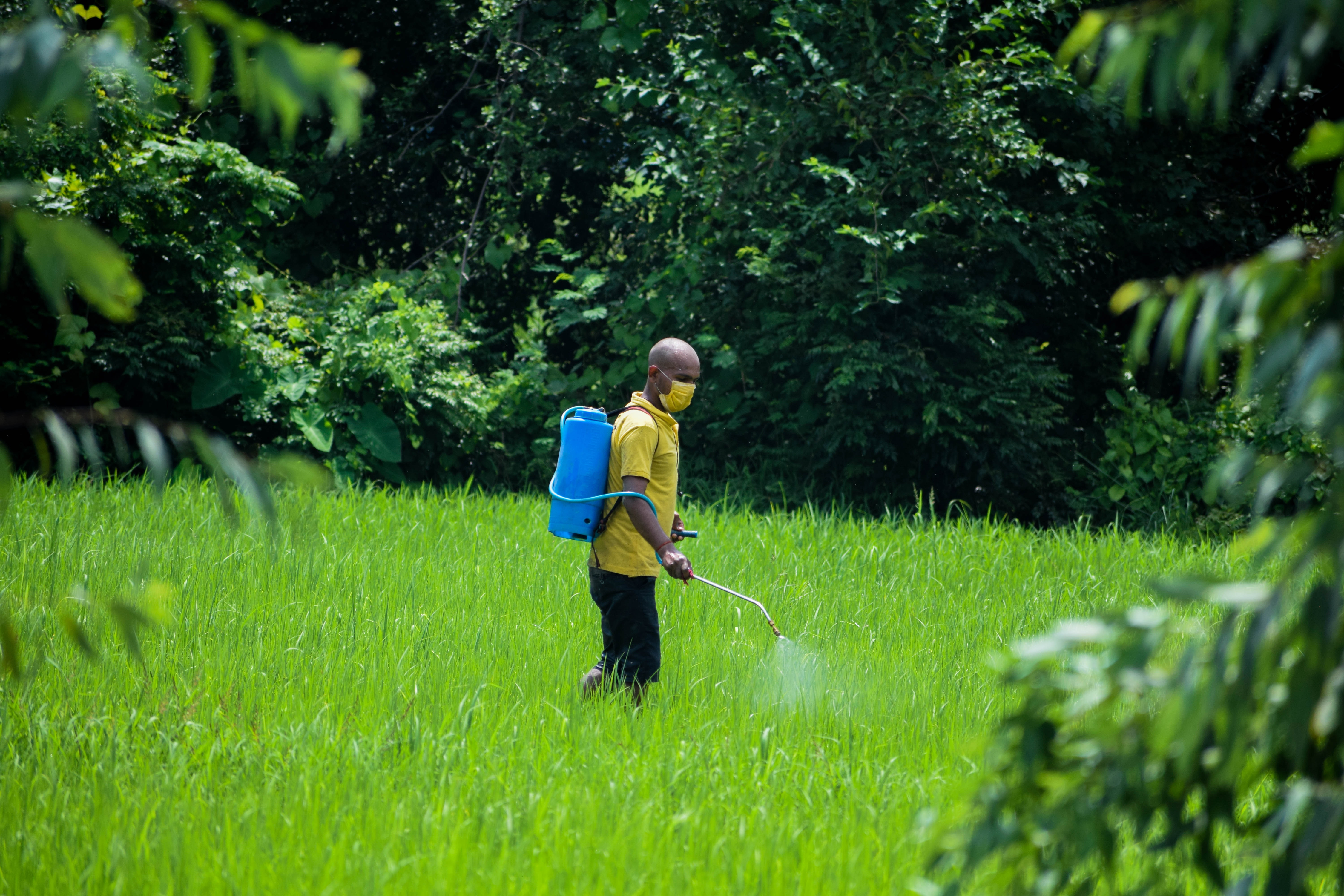 Artificial intelligence revolutionises weed spraying