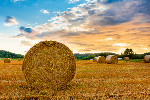 Addressing the issues plauging the fodder sector