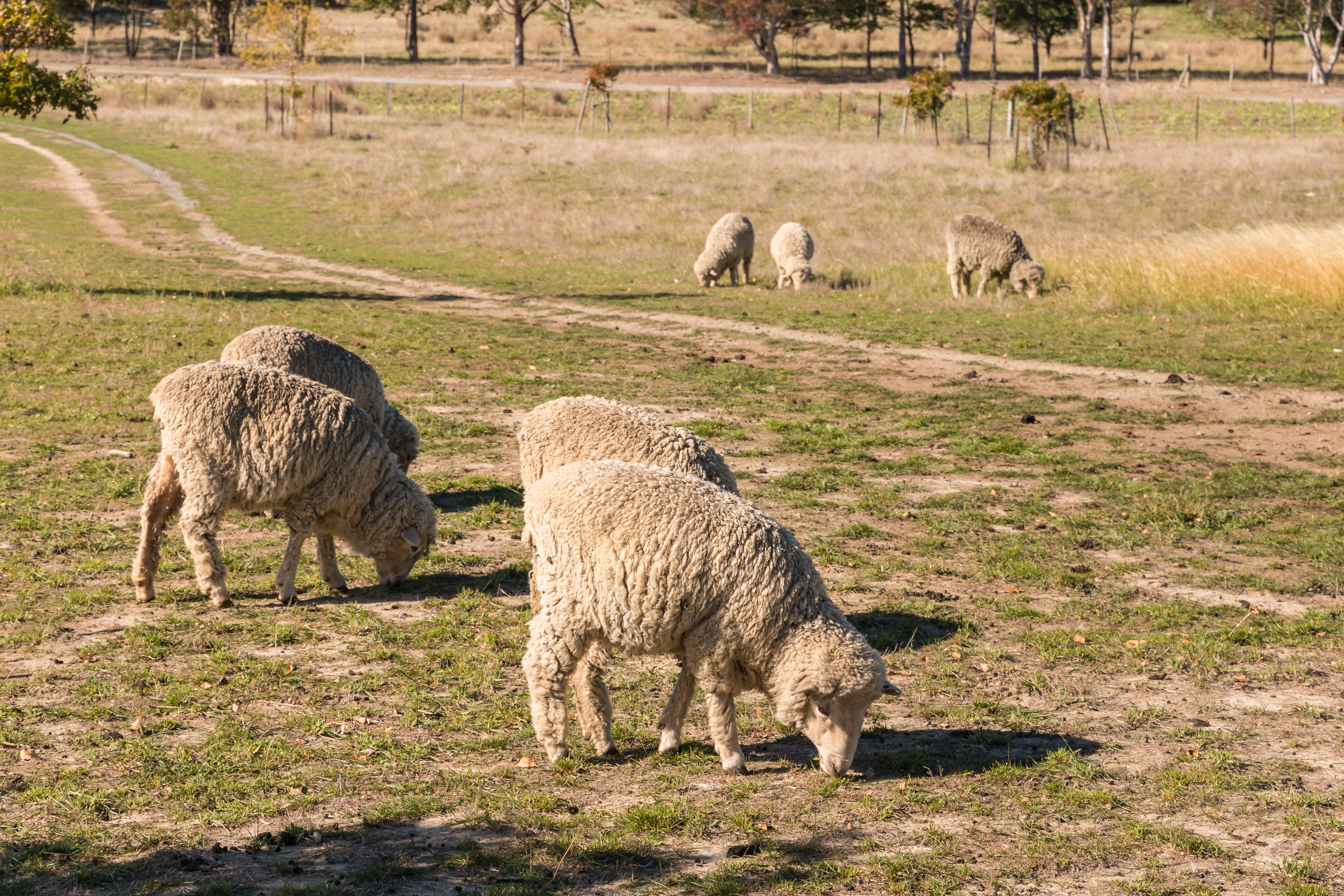 Livestock benefit dry paddocks