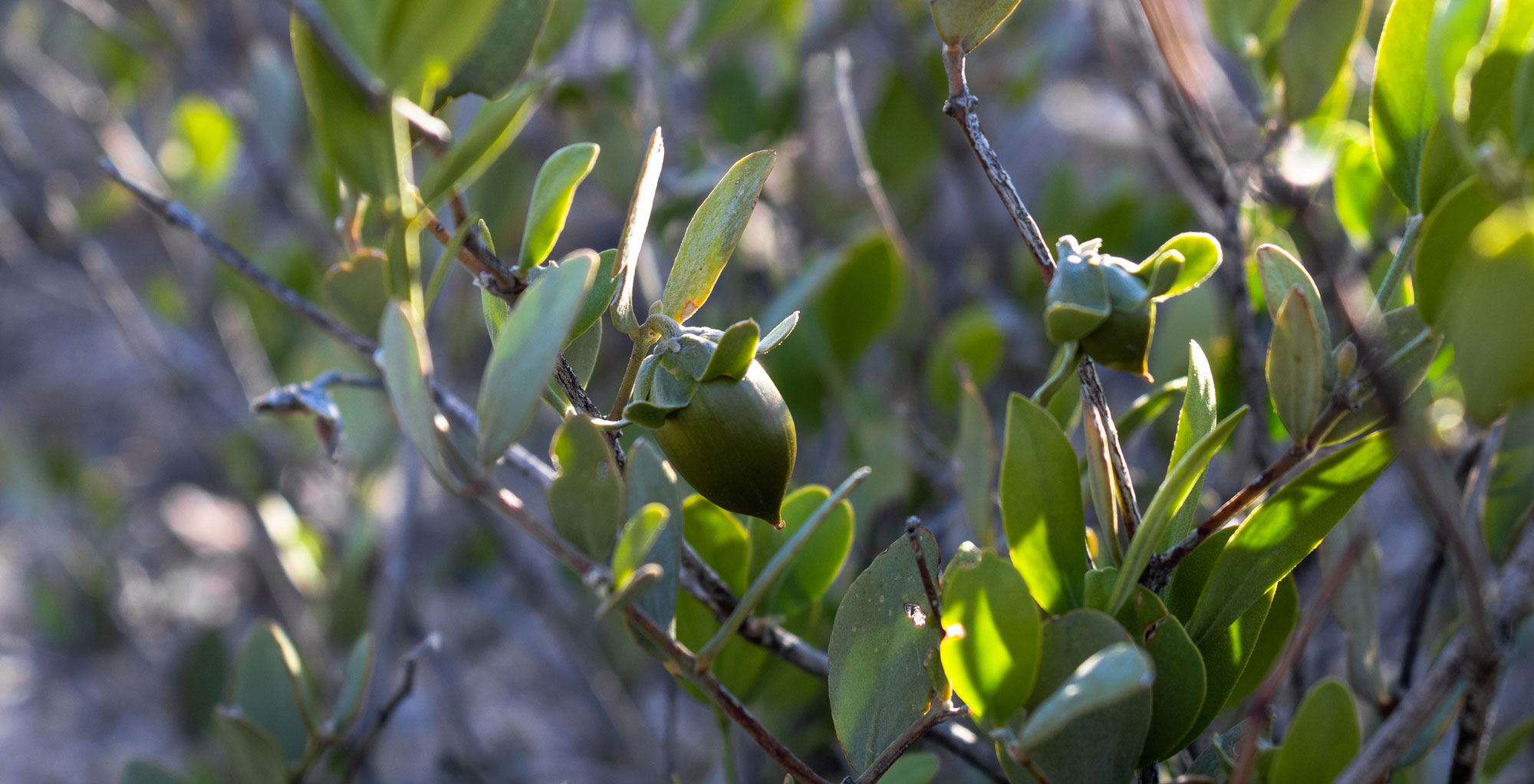 Unlocking the jojoba plant's full potential