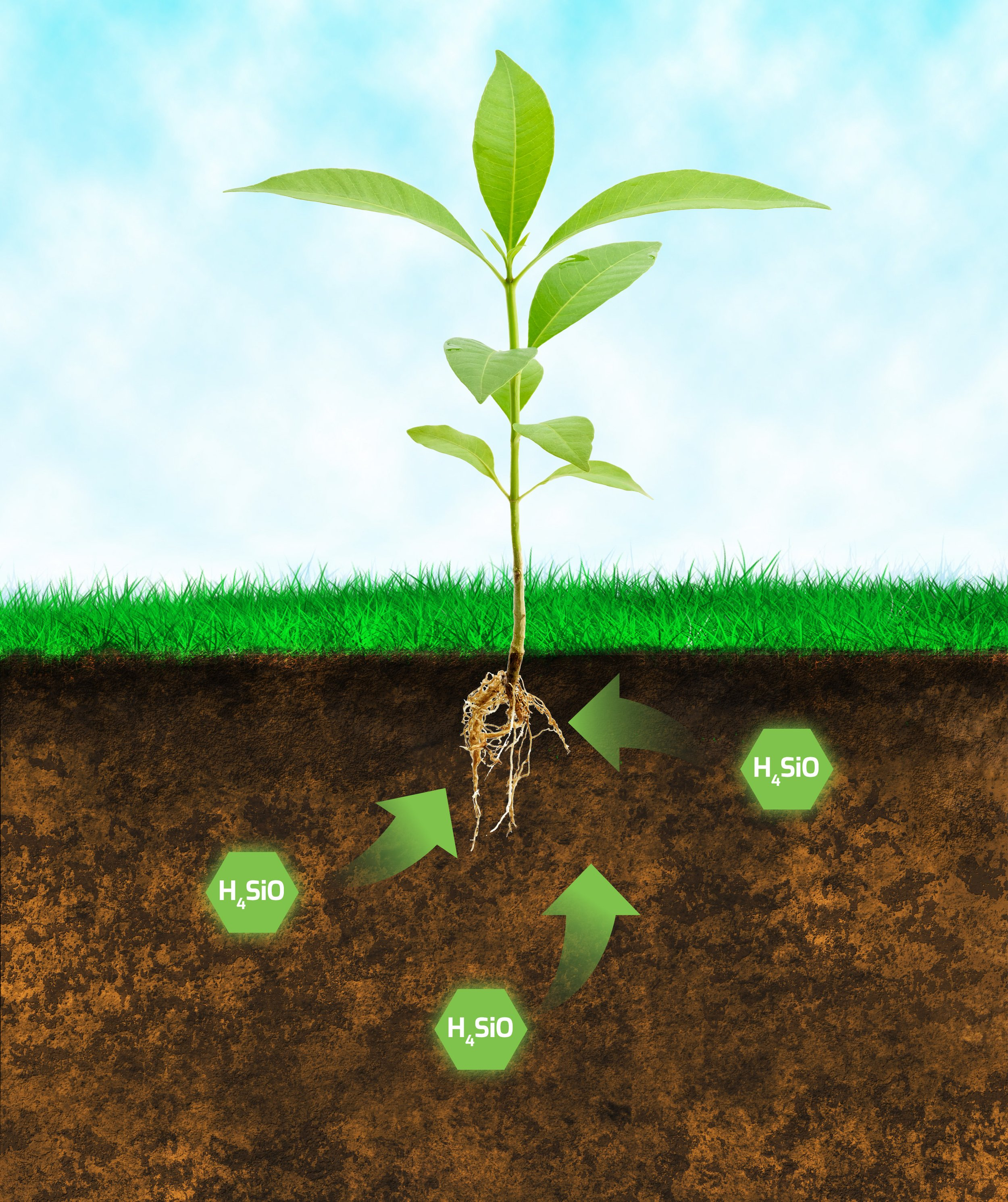 Converting glass into fertilizer