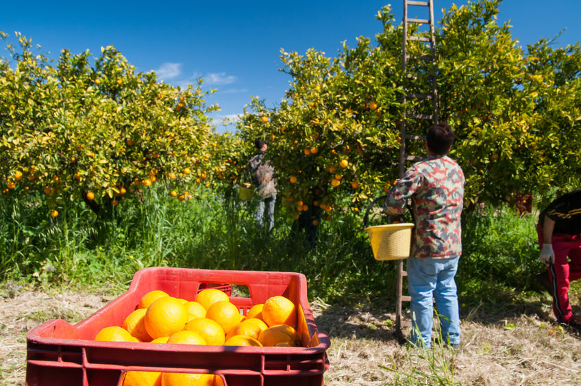 Biosecurity backing up market access.