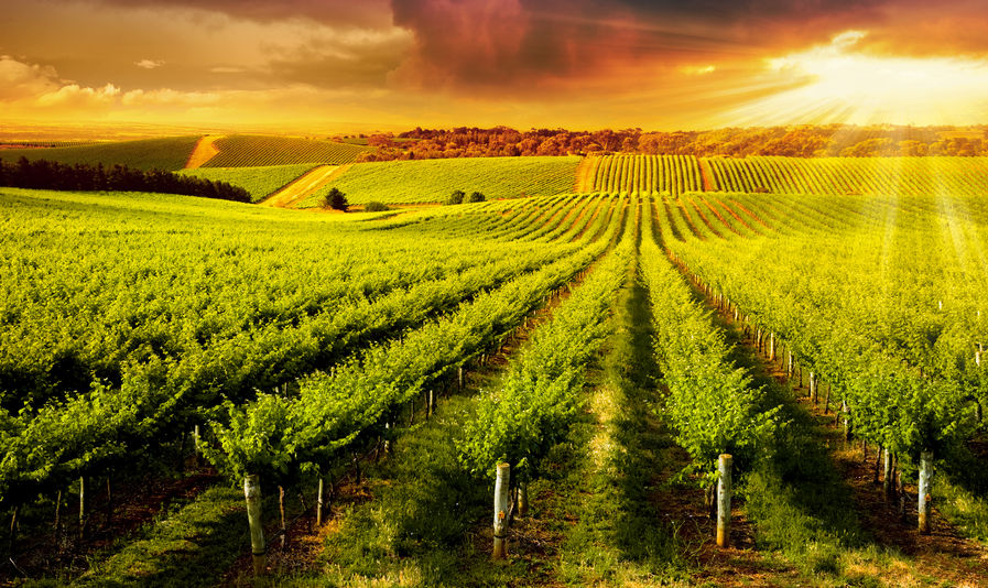 US opportunities for Australian winemakers