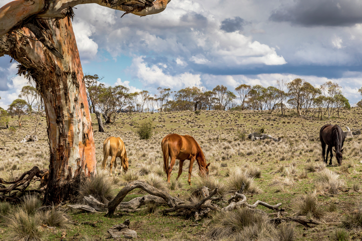 Brumby cull gets tick of approval