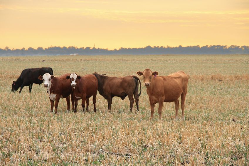 Linking farmers with the weather bureau