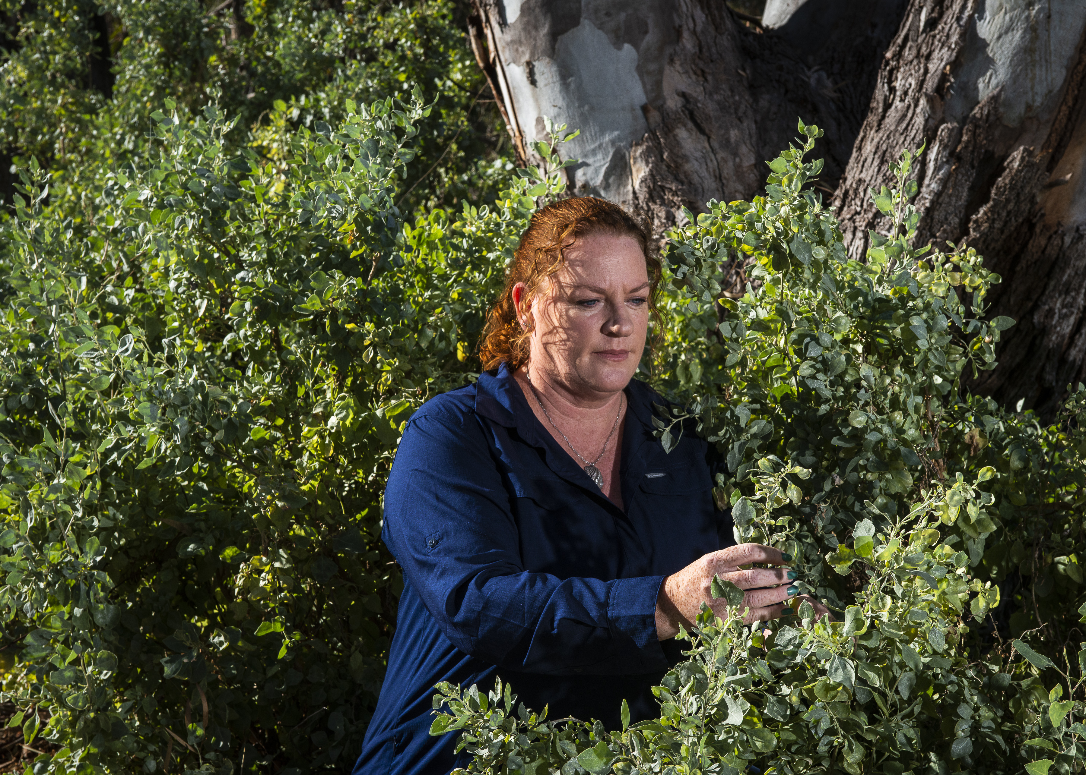 The drought-resistant shrub supporting farmers during dry times