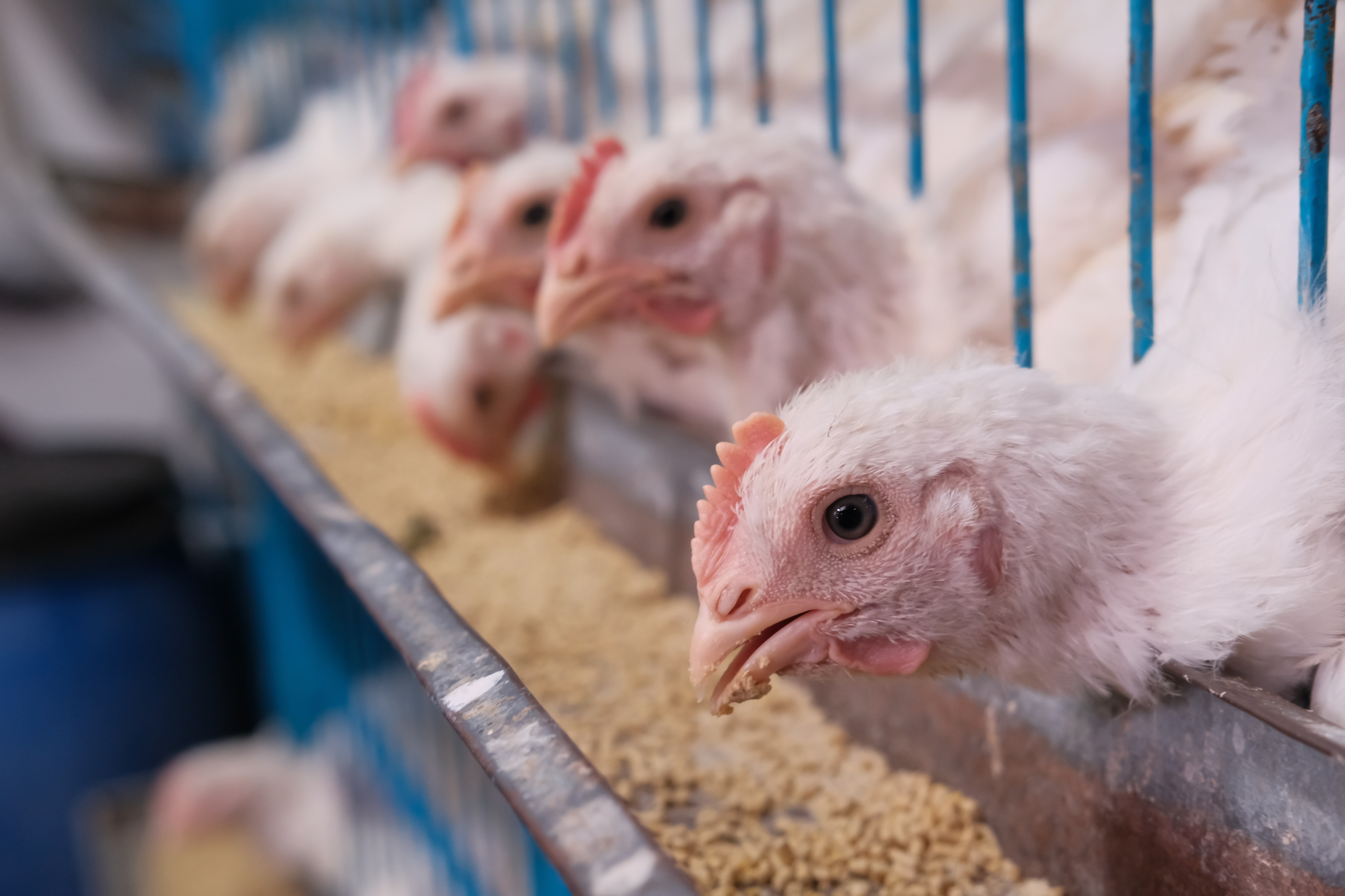 Caged chicken farmers demand compensation