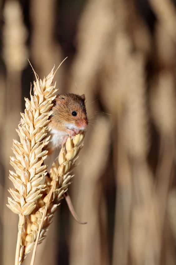 Mouse poo spoiling last season's grain