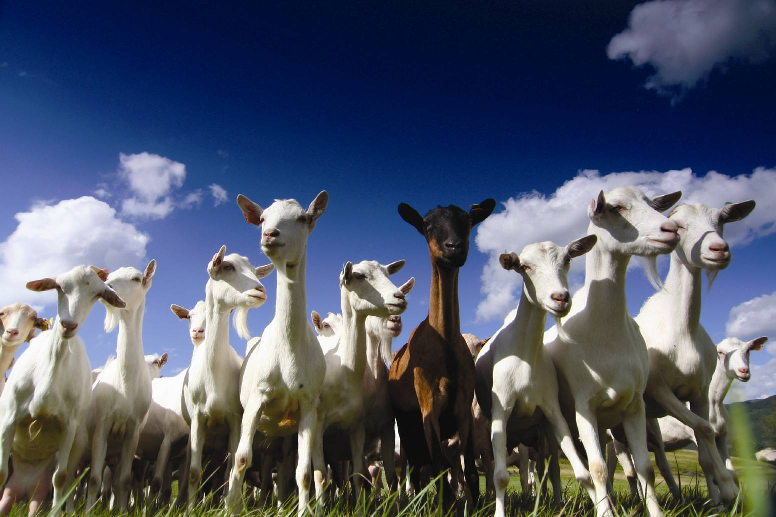 Baby formula boom sees goat dairy industry blossom