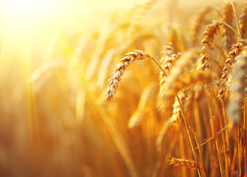 Ukraine crisis could cause wheat prices to rise