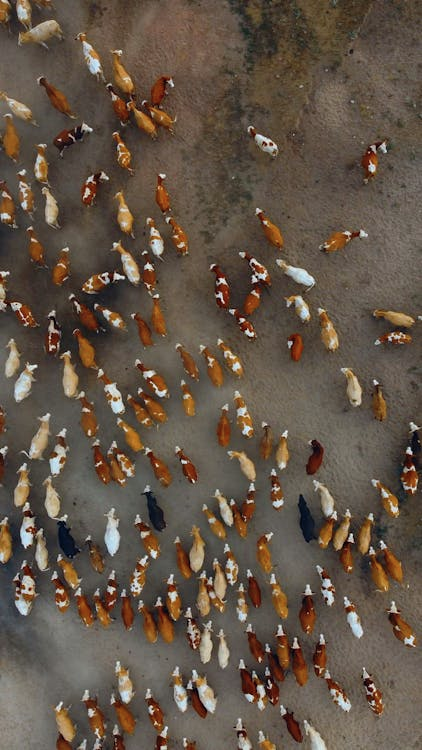 Australia's cattle herd in destock...but its not all bad news