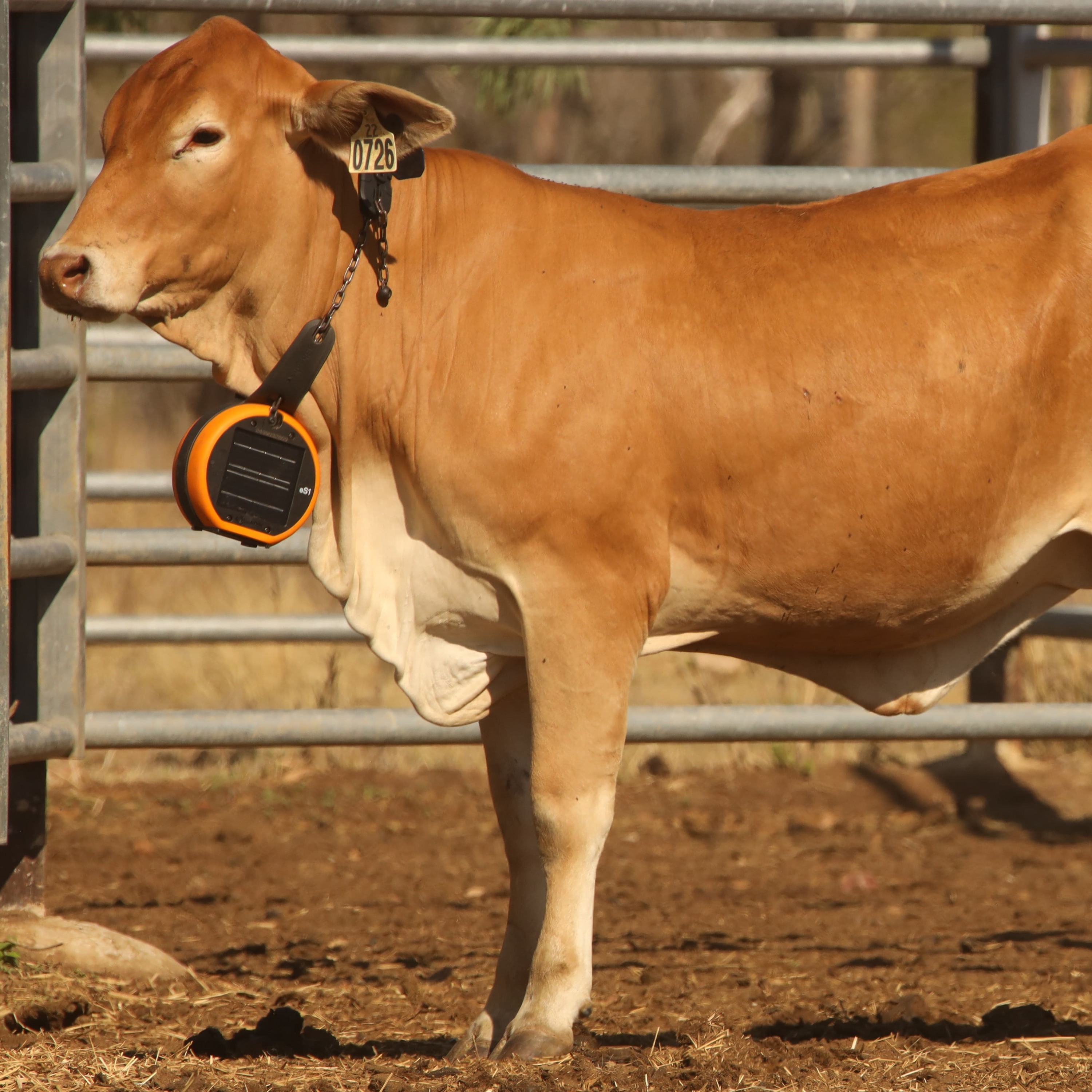 A virtual fencing trial helping moooove cows along.