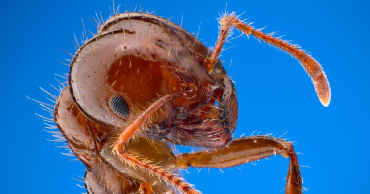 Fire Ants hitch a ride into NSW in a turf delivery