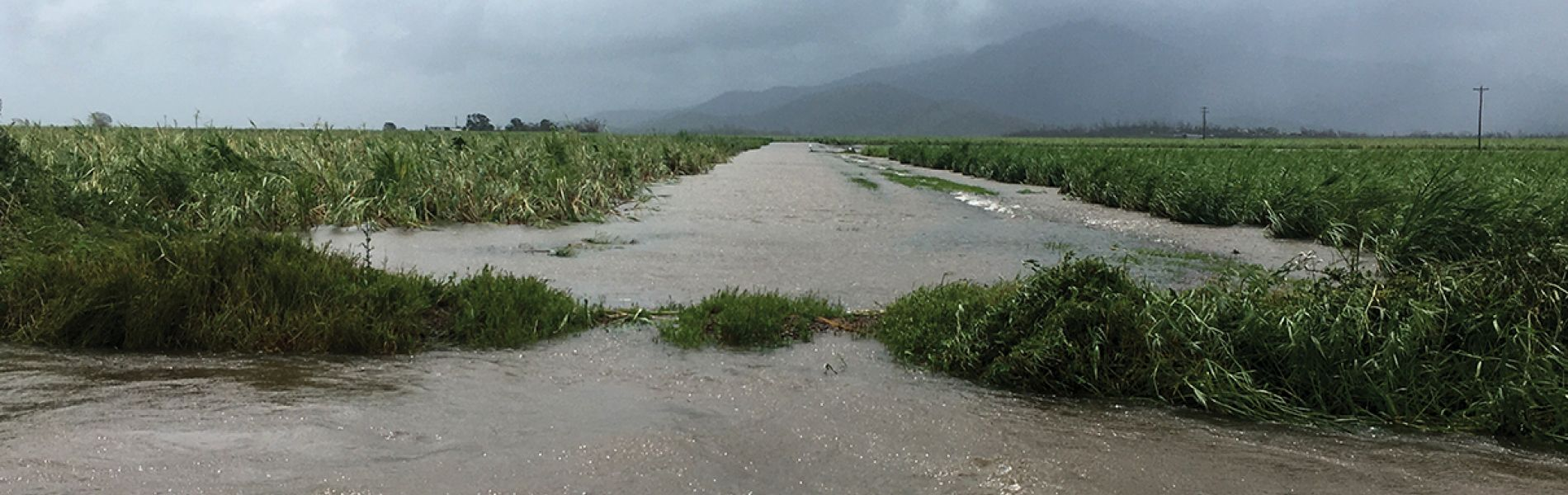 Queensland Growers Assess Flood Damage