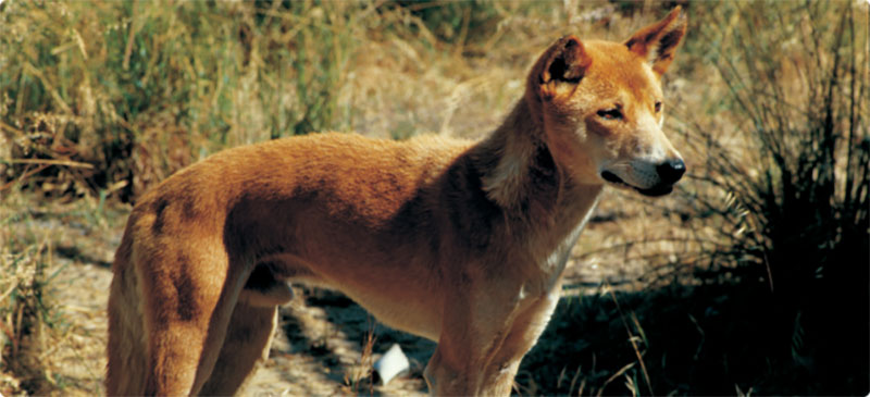 Feral animals; clawing back against mitigation efforts