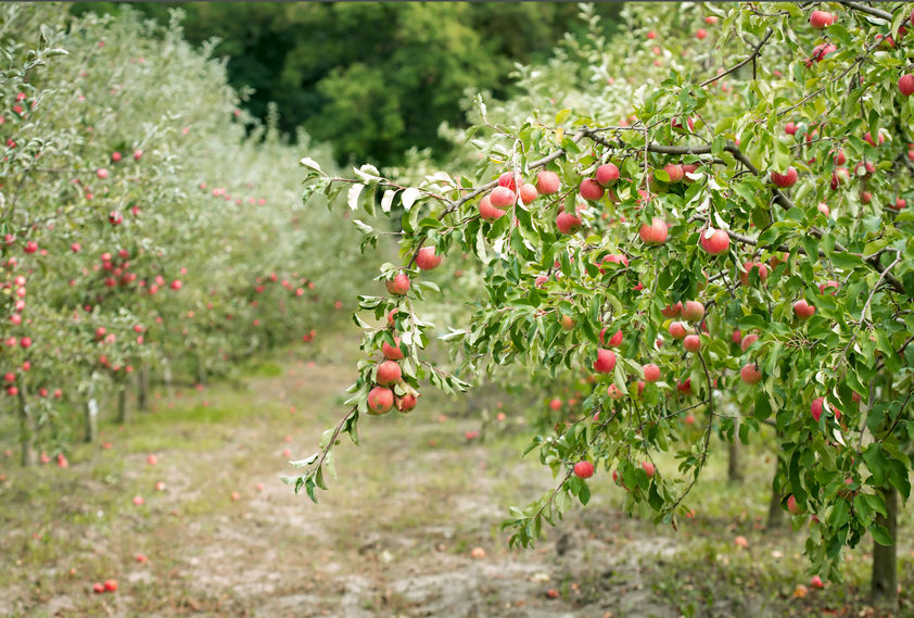 Worker shortage slows apple and pear harvest