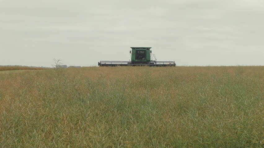 Huge rice crop nearly ready for harvest