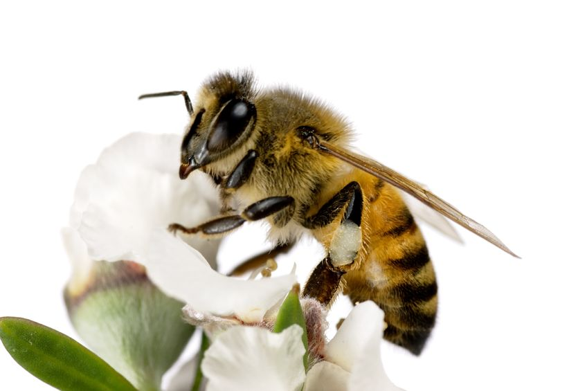 Commonwealth sweetener to help defend manuka honey