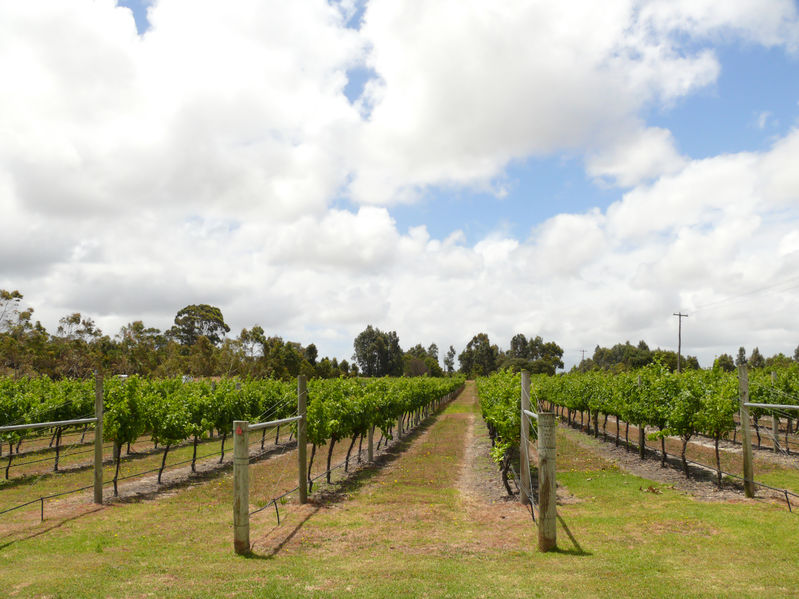 Wine grapes likely to go unpicked