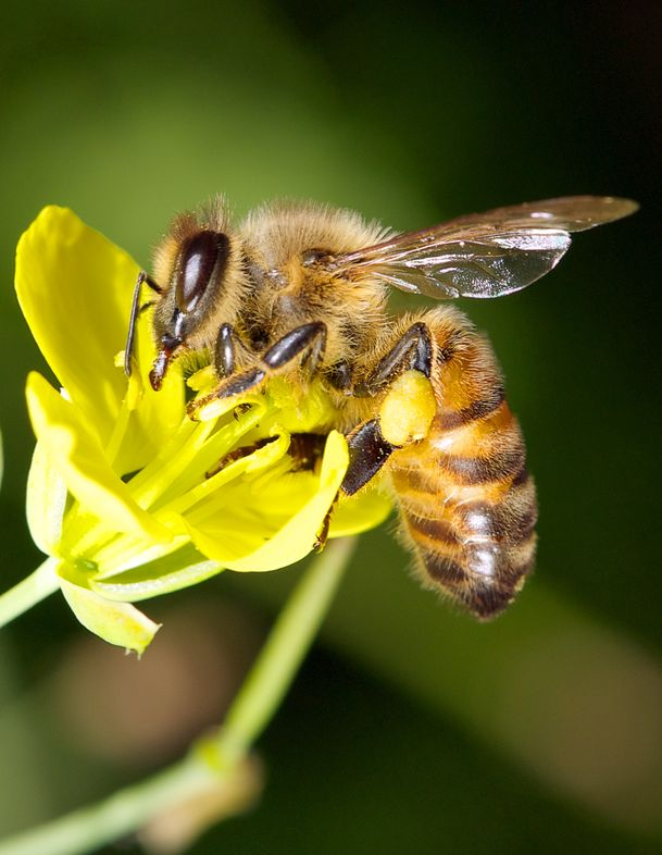 Increasing threat of bee diseases