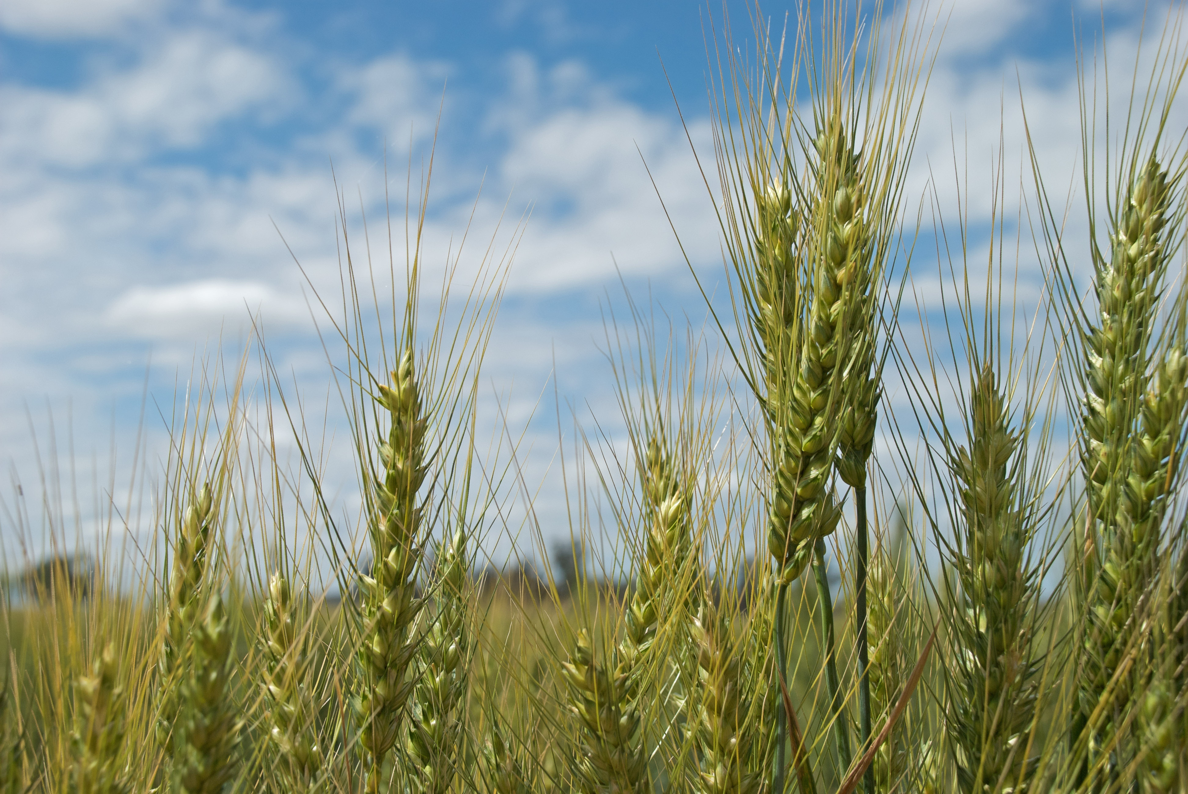 Researchers make breakthrough on crop disease