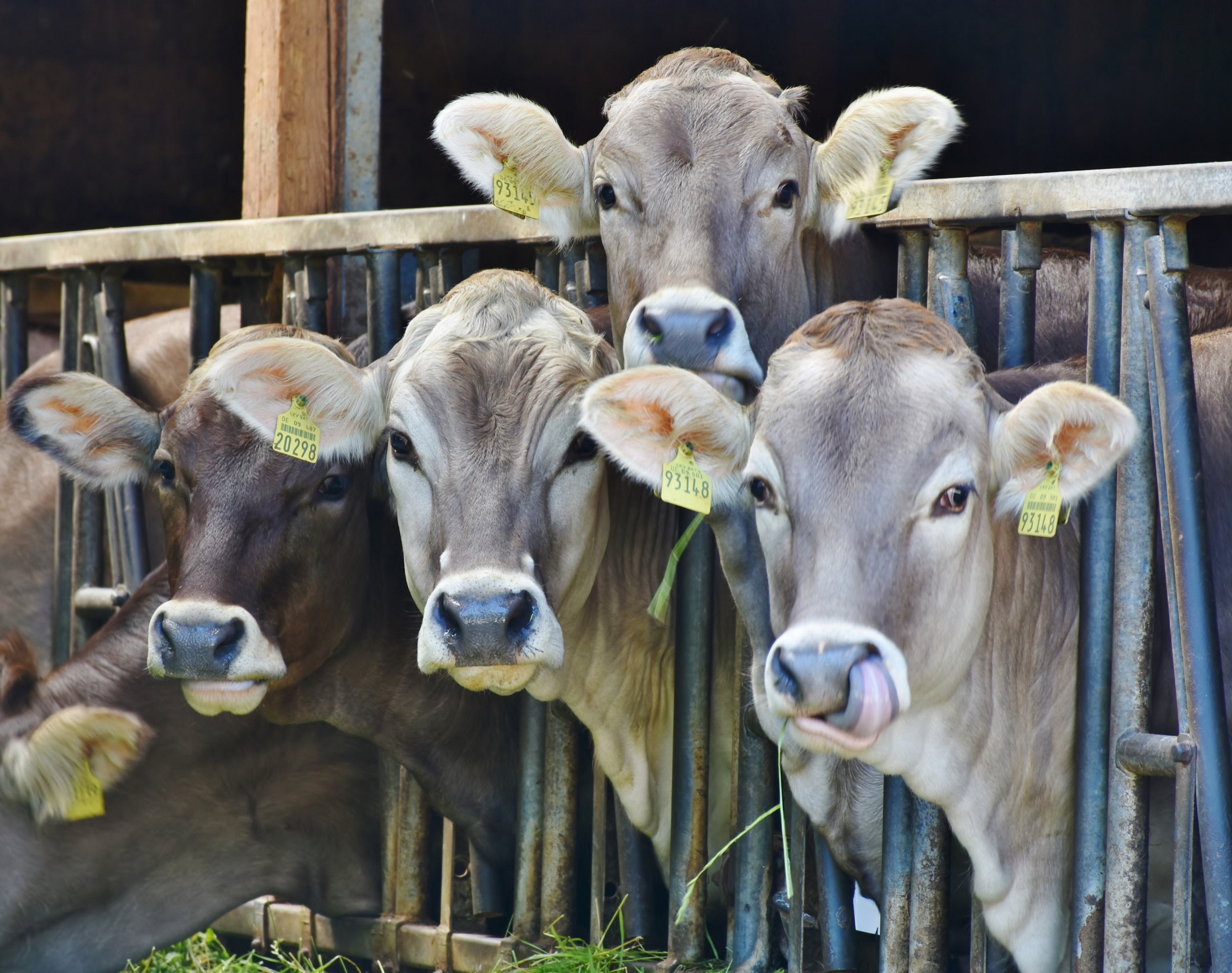 Modern livestock management linked to higher yield, lower emissions