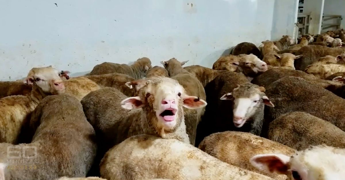 Backlash over plans to phase out live sheep exports.