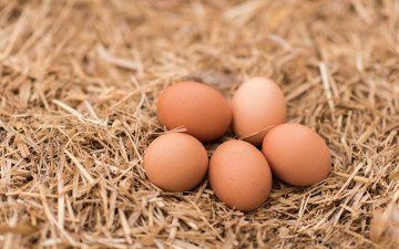 Egg Farmers Reducing Carbon Footprint