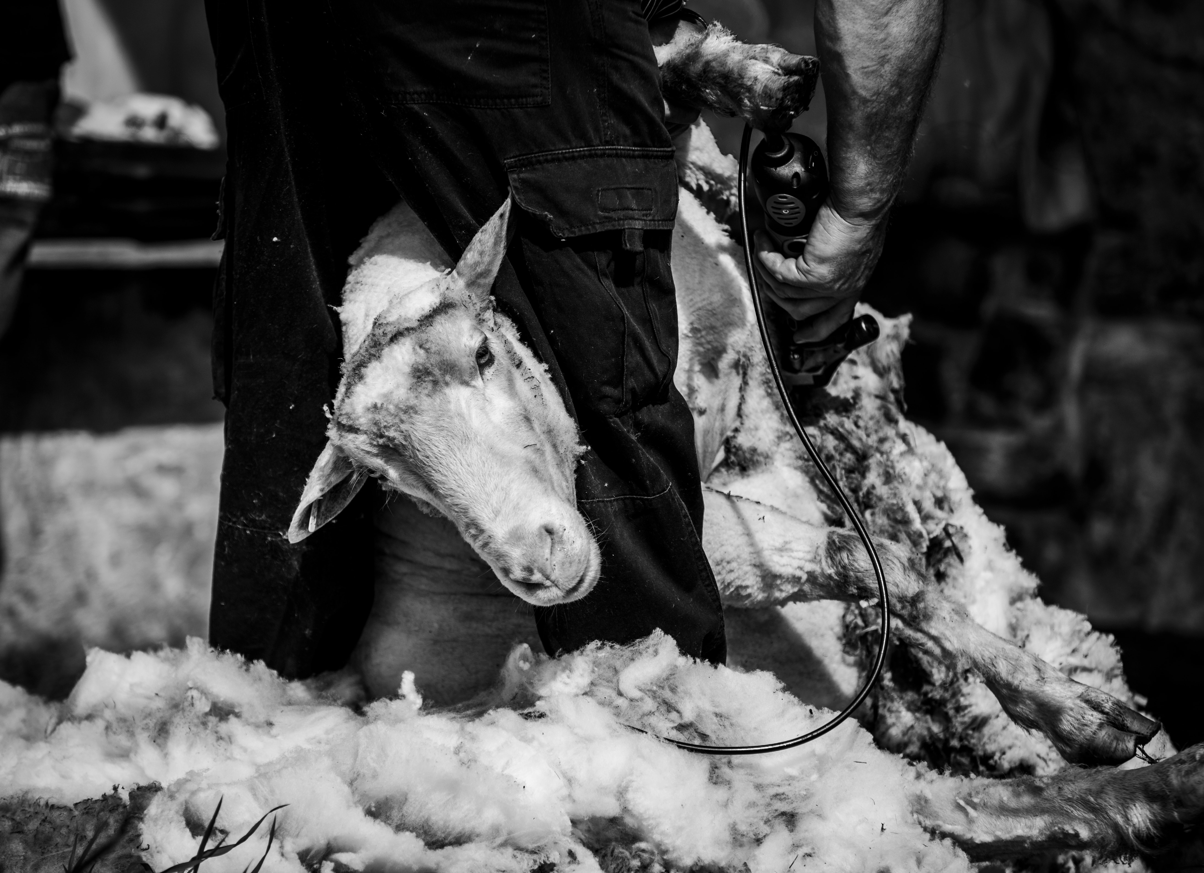 Shearer shortage forcing wool producers to get creative