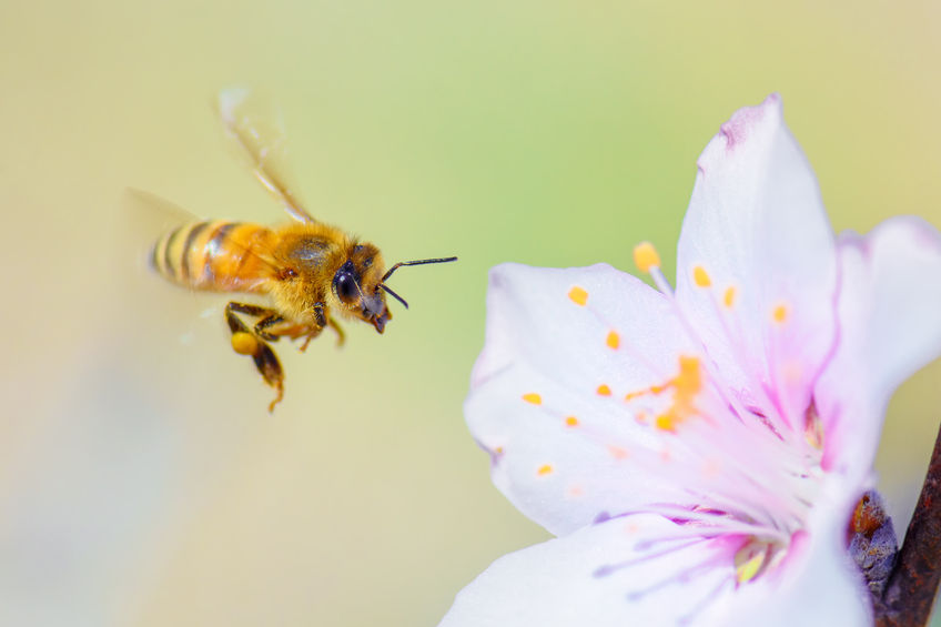 Bee mite threatens almond industry