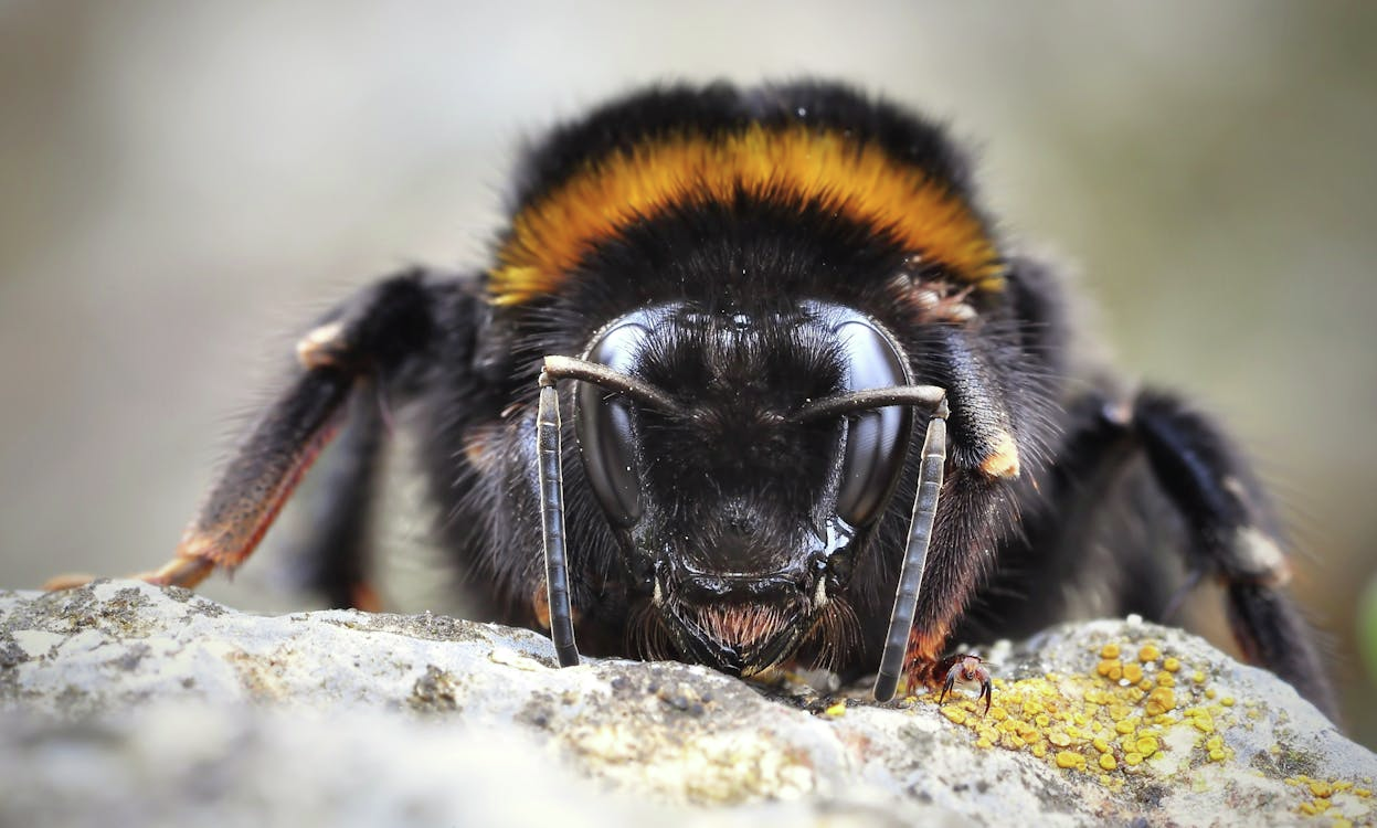 Should bumblebees be used to pollinate crops?