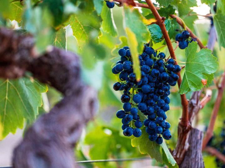 Australia "swimming in wine" as glut continues