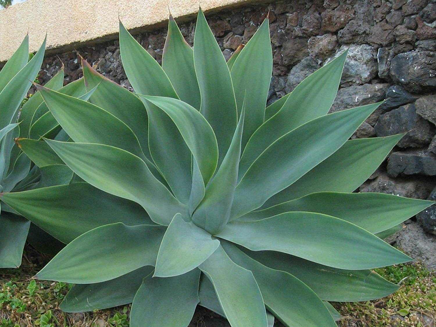 Queensland-made Agave Spirit