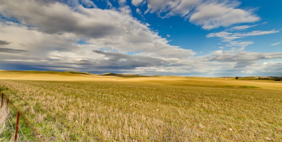 Vital grains research feeling the pinch from drought