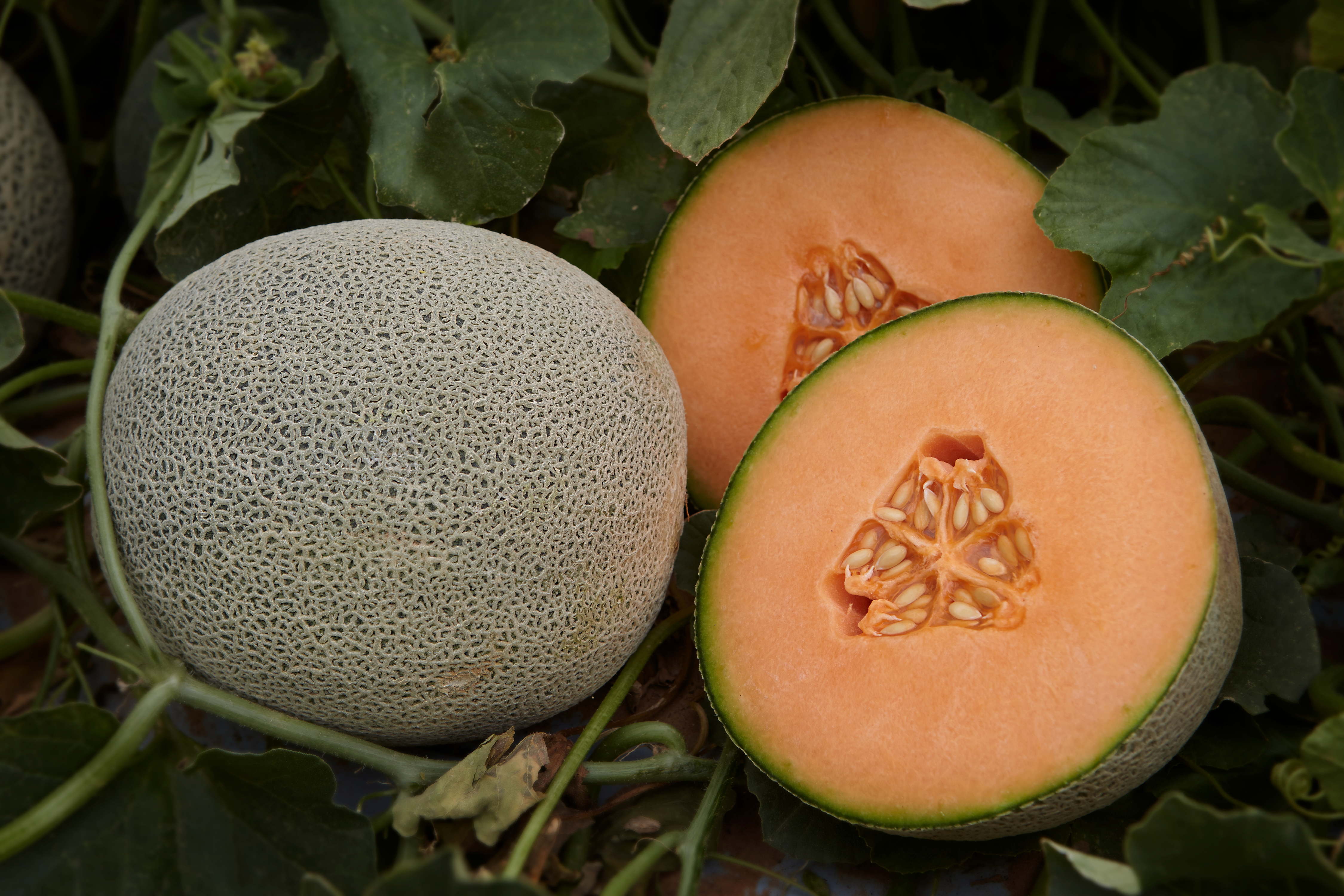 Funding to help track melons