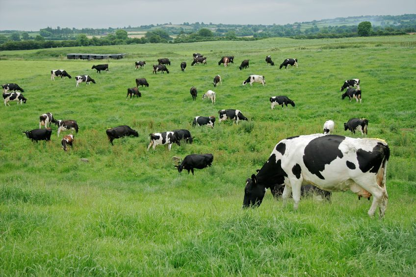 Proposal for single dairy industry body