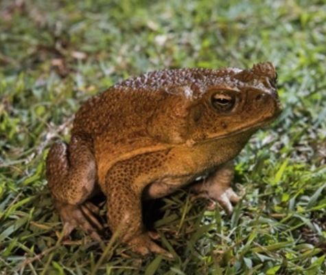 Cane toad alert for Sydney