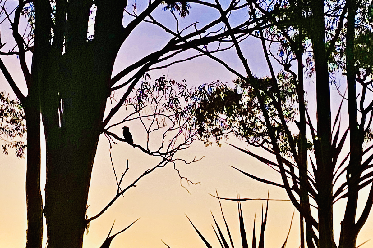 Why some bird species are on the decline in greater Brisbane