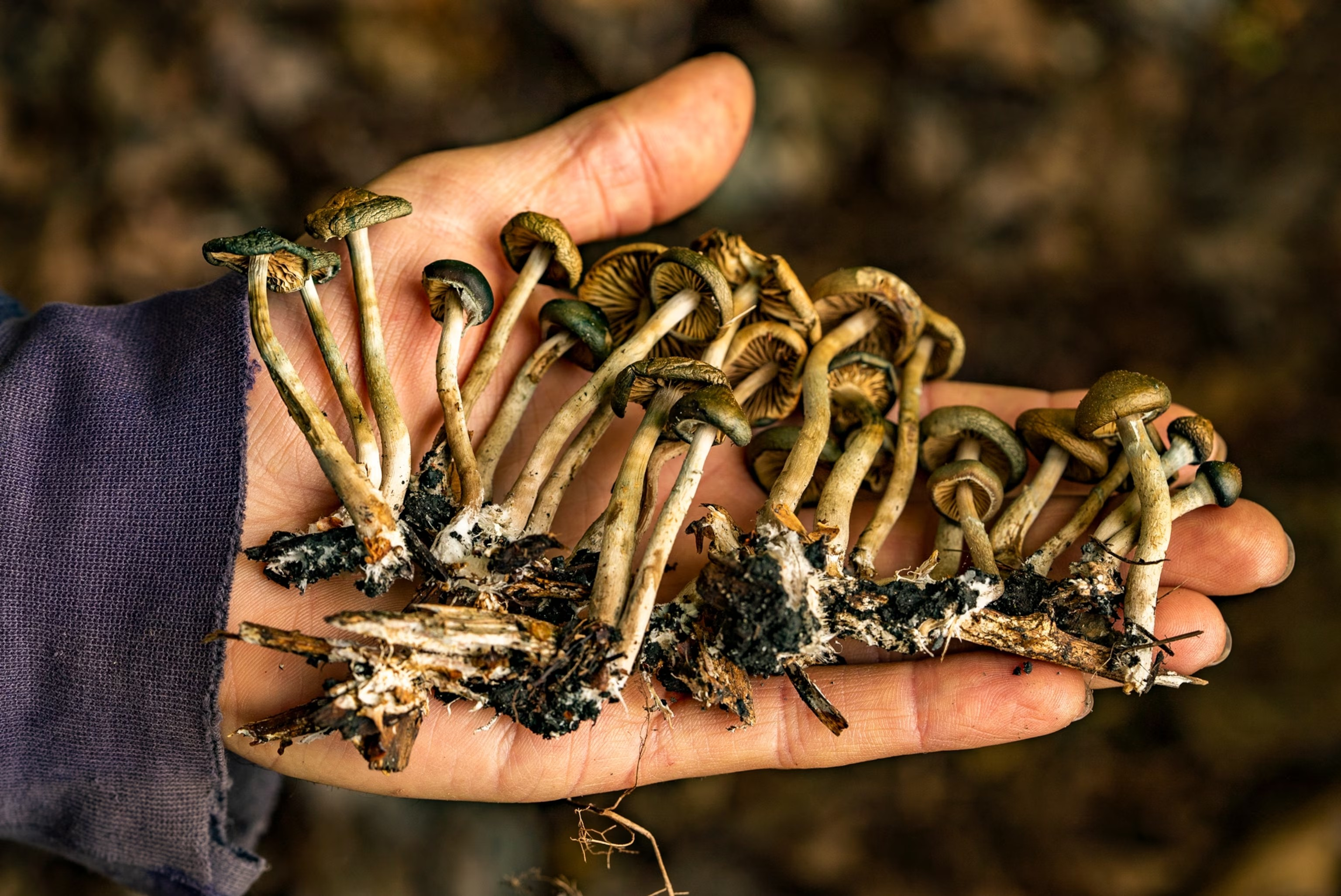 #PODCAST South African Society of Psychiatrists warn against the use of "magic" mushrooms as a cure for depression #sabcnews