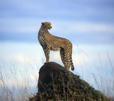 Jagluiperds van die mees bedreigde van die grootkatspesies