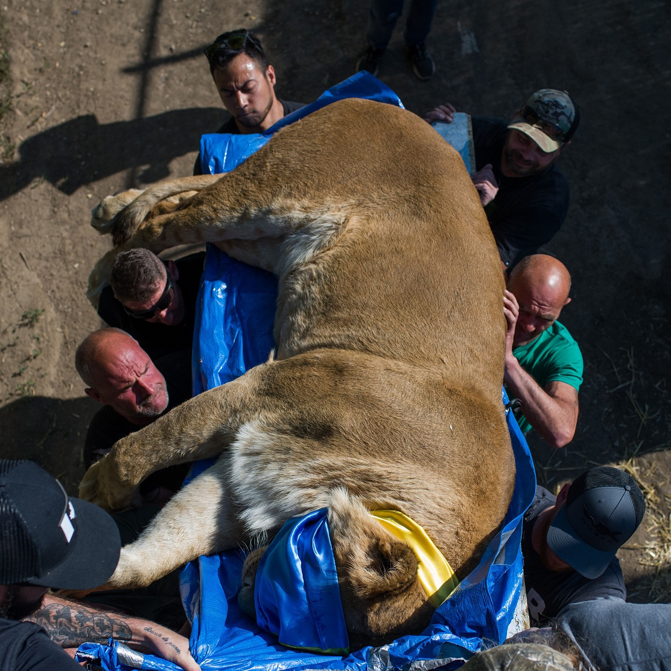 Warriors of Wildlife red wilde diere in Oekraïne