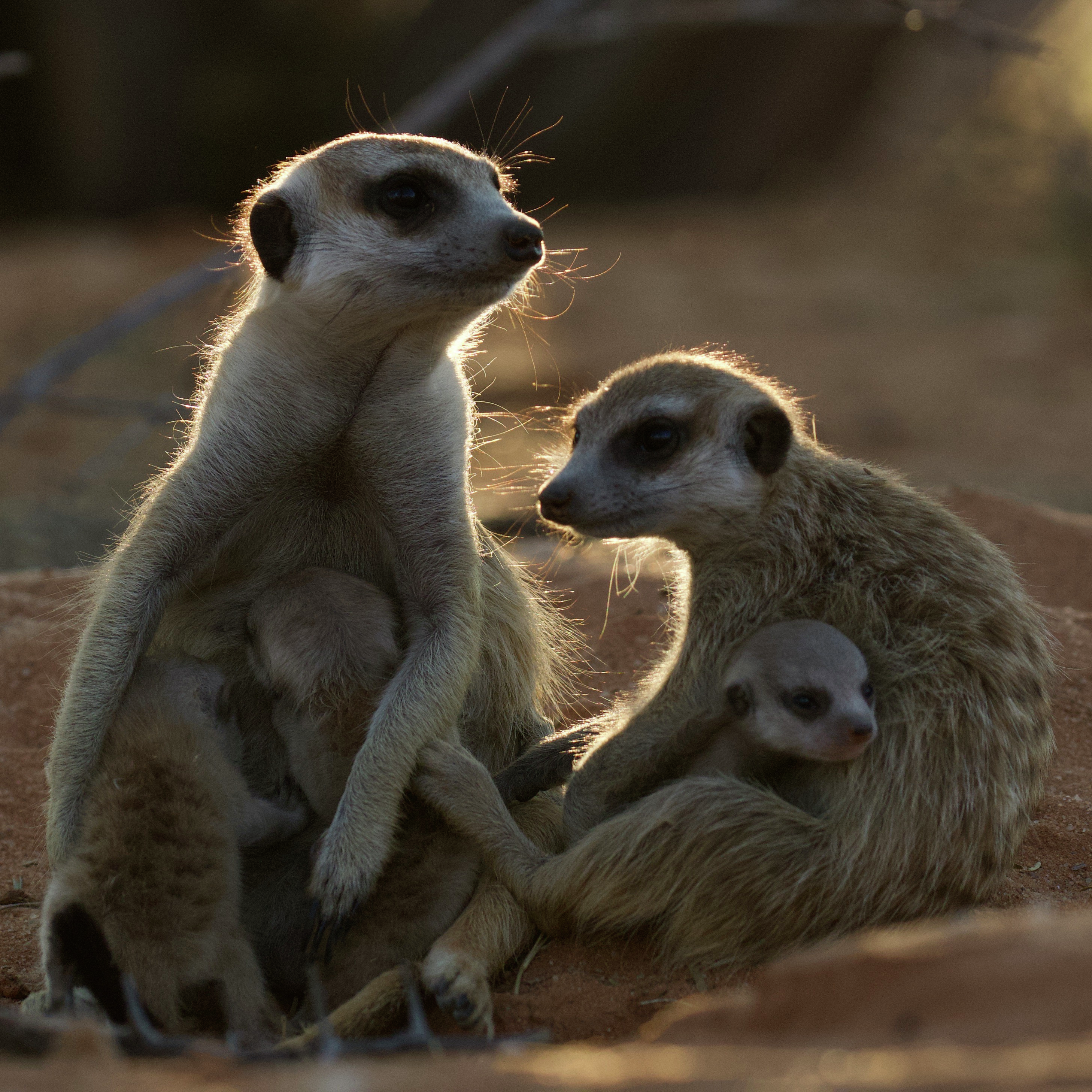 Meerkatrehabilitasie