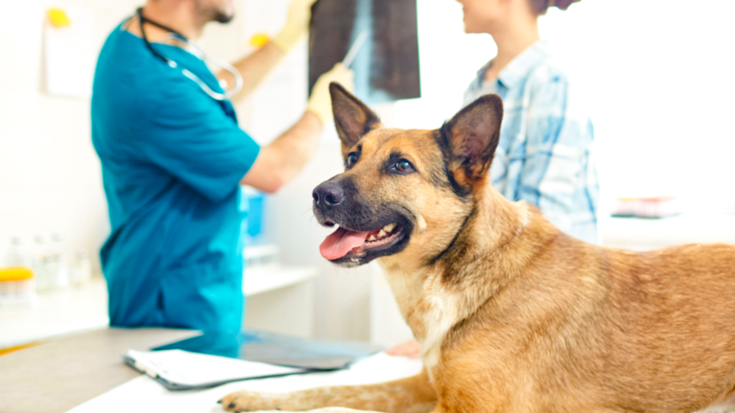 #PODCAST Animal health and awareness groups join forces for a large-scale vaccination drive at KZN's Inanda Valley