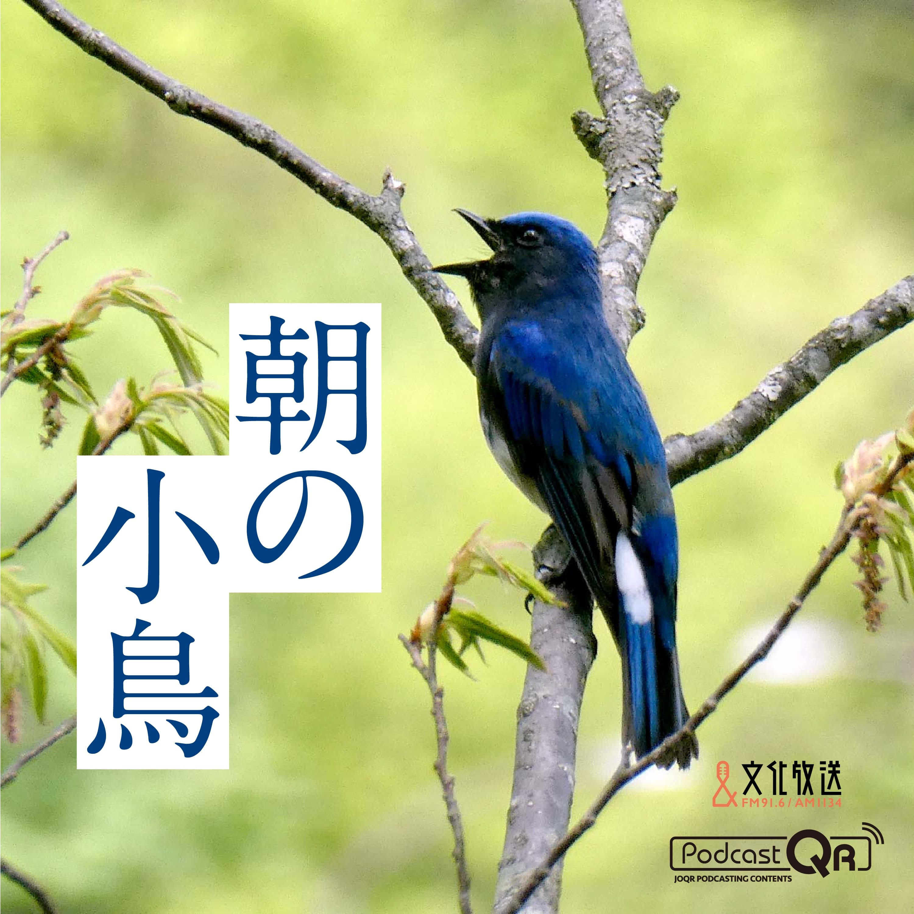 朝の小鳥#179（保土ヶ谷公園のシジュウカラ（神奈川県））