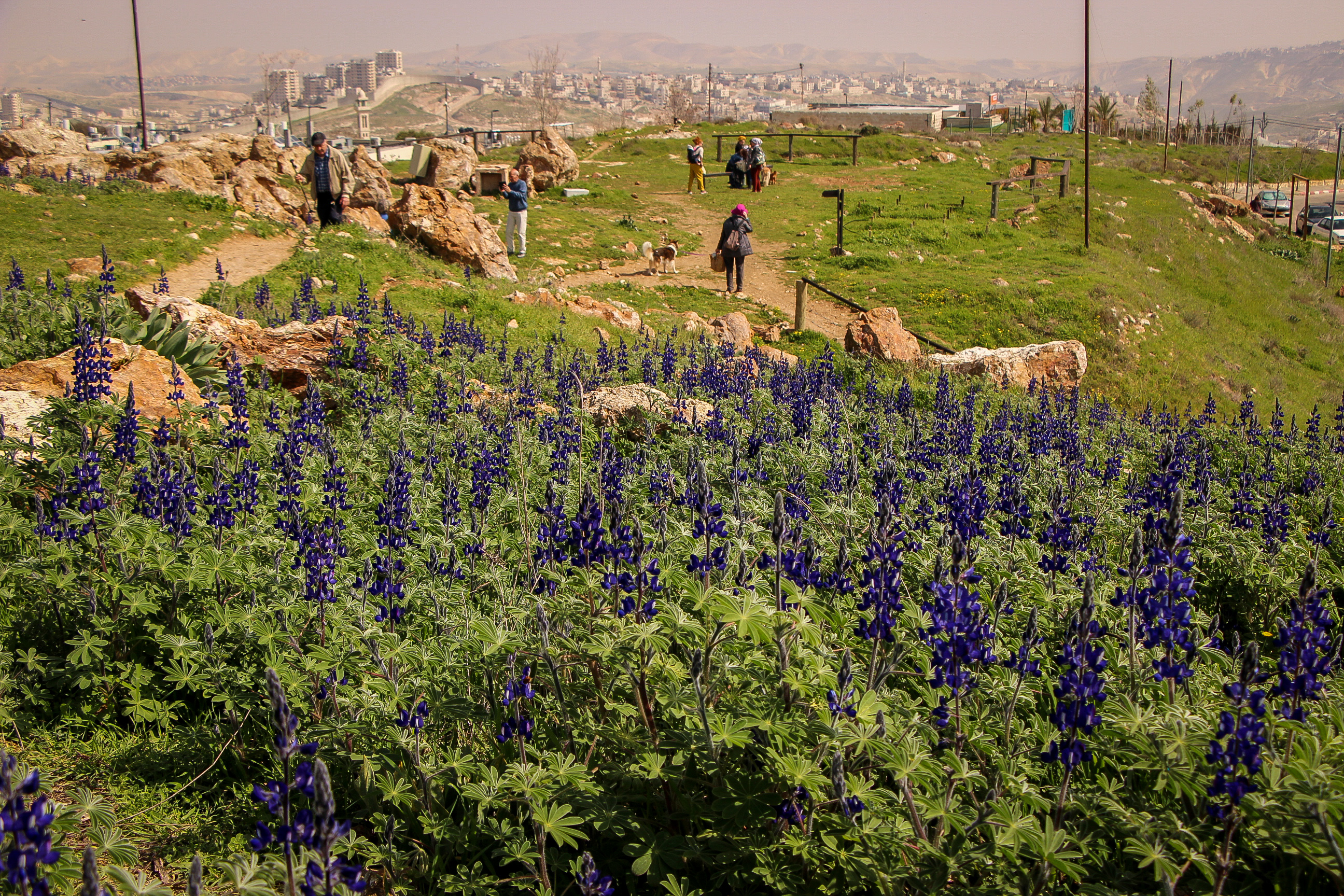 Reservists protest signals shift; threat to Jlem lupine hill