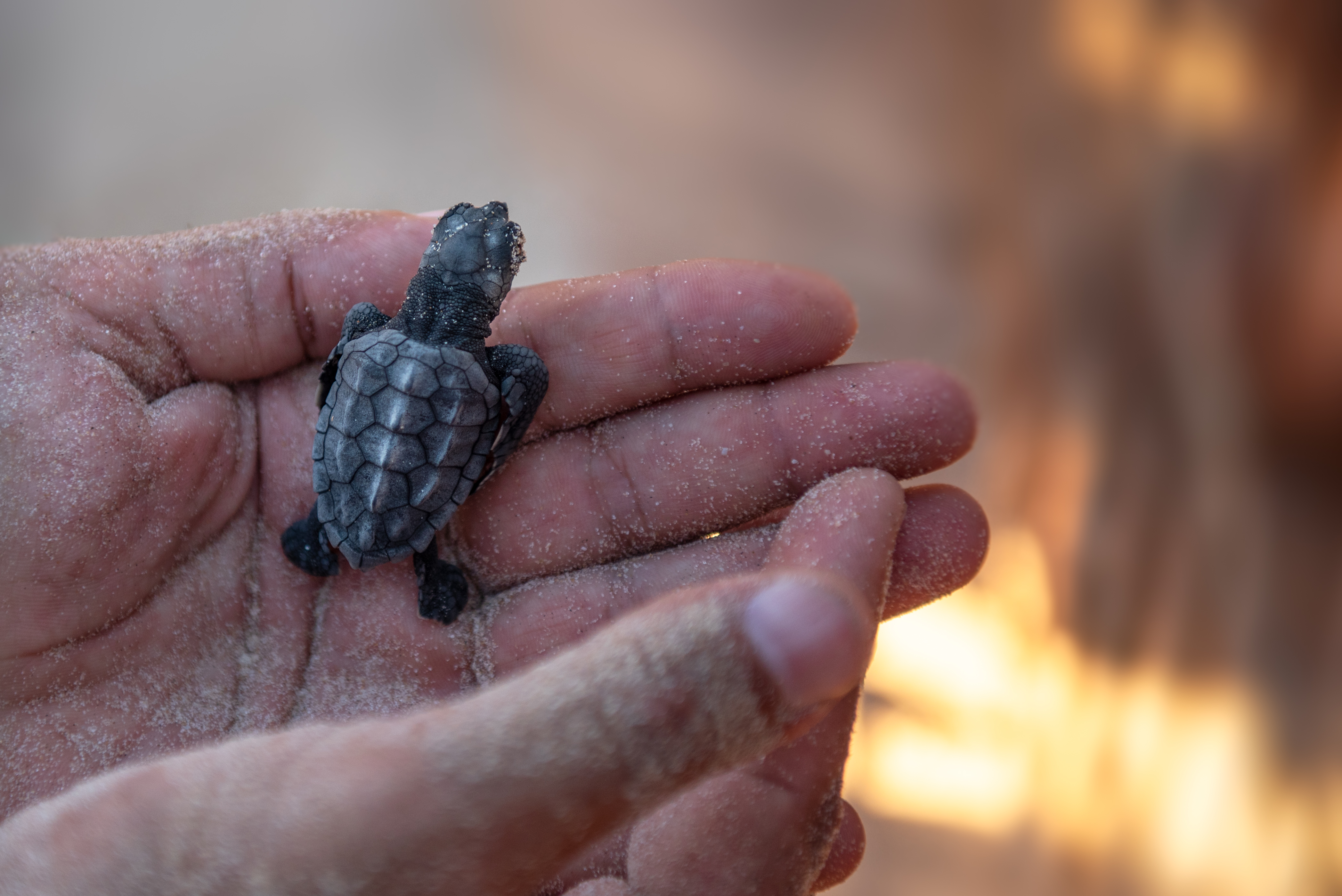 Israel's biodiversity is in decline. But, so are Covid cases